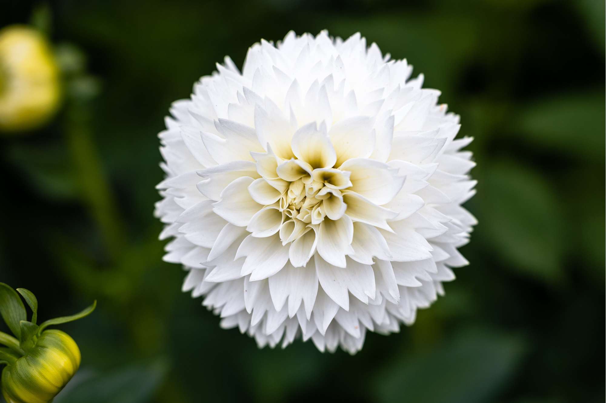 Dahlia 'Myama Fubuki'
